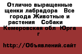 Отлично выращенные щенки лабрадора - Все города Животные и растения » Собаки   . Кемеровская обл.,Юрга г.